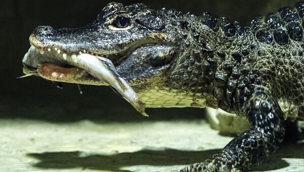 Сиамский крокодил - Sputnik Грузия