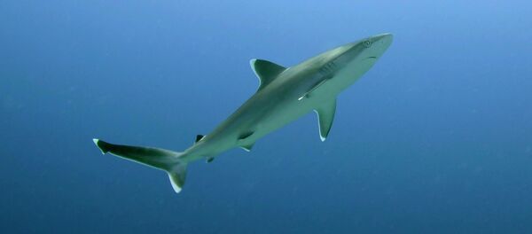 Акула - Sputnik Грузия