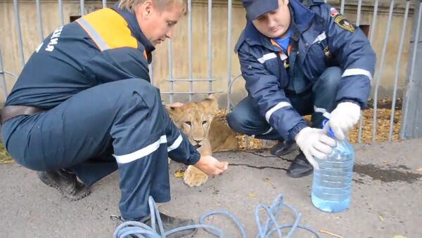 Хищник в центре Уфы: спасатели забрали найденного прохожим львенка - Sputnik Грузия