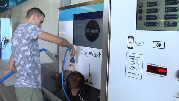 Ванная для собак или Как в Нидерландах моют питомцев вместе с машинами - Sputnik Грузия