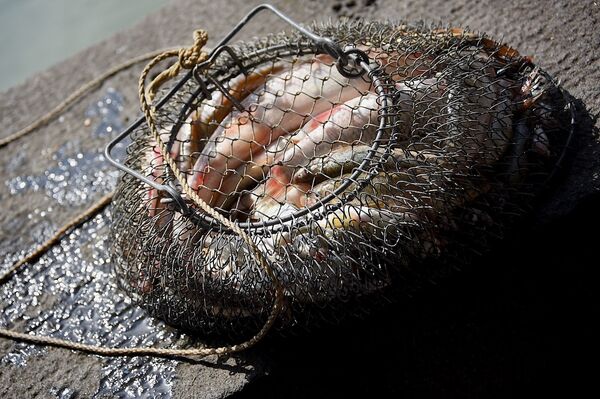 Улов после рыбалки на Куре - Sputnik Грузия