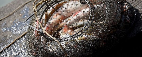 თევზაობა თევზაობა - Sputnik საქართველო