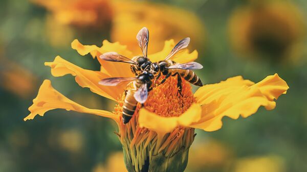 ფუტკარი ყვავილზე - Sputnik საქართველო