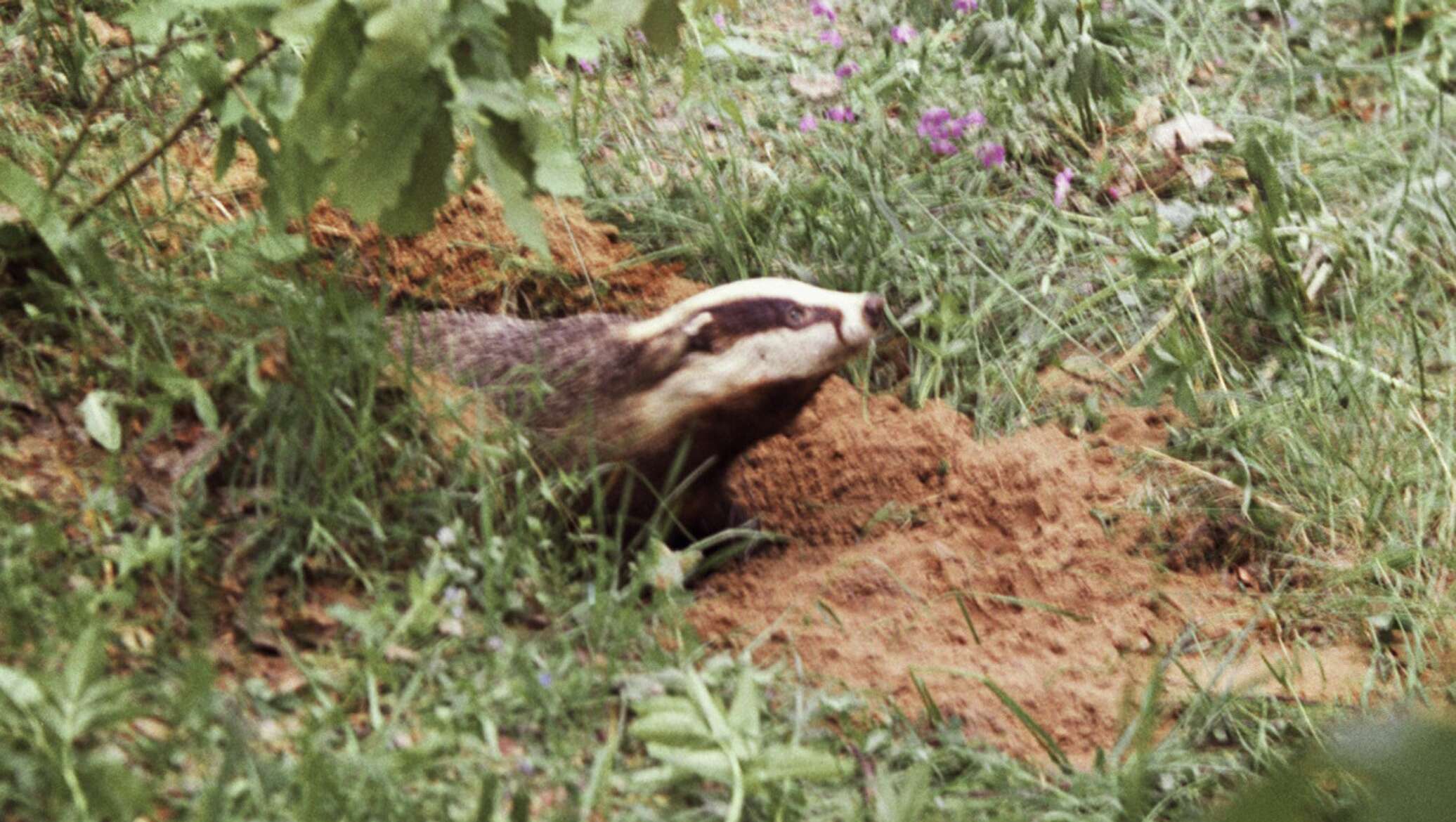 барсук на руках.