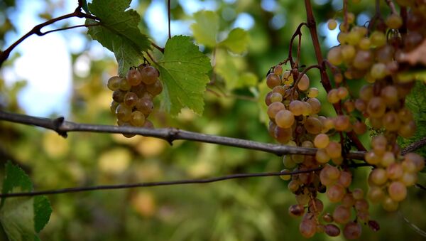 Грузинское вино: сбор урожая винограда и дегустация - Sputnik Грузия