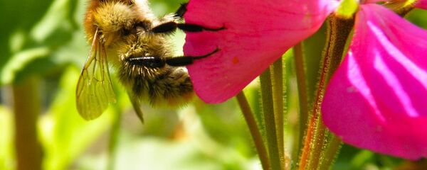 საუკეთესო ანტიბიოტიკი საუკეთესო ანტიბიოტიკი - Sputnik საქართველო