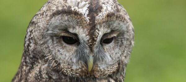 Сова - Sputnik Грузия