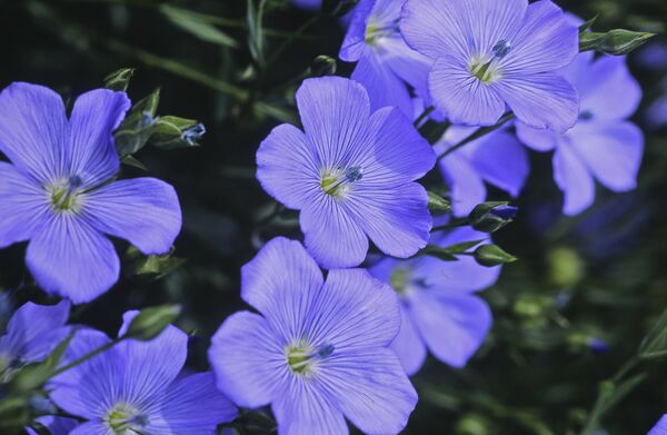 სელი სელი - Sputnik საქართველო