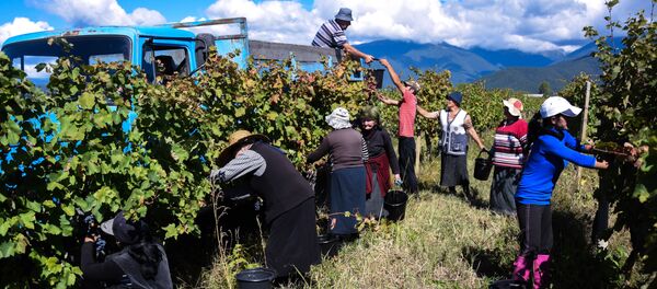 რთველი – ყურძნის კრეფის დღესასწაული რთველი – ყურძნის კრეფის დღესასწაული - Sputnik საქართველო
