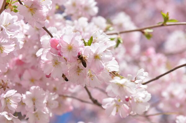 Цветение сакуры  - Sputnik Грузия