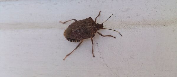 აზიური ფაროსანა - Sputnik საქართველო