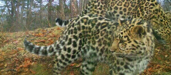 Котята леопардов в Национальном парке Земля леопардов - Sputnik Грузия