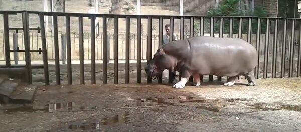 Бегемот играет с сотрудником Тбилисского зоопарка - Sputnik Грузия