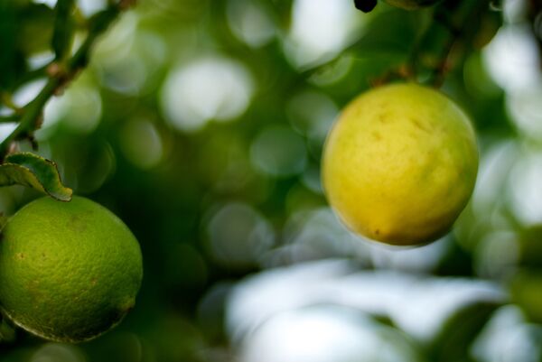 ლიმონი - Sputnik საქართველო