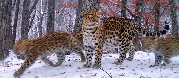 Леопардесса Умка с котятами - Sputnik Грузия