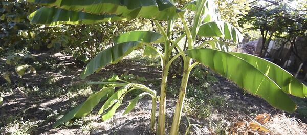 В армянском Уджане фермер выращивает бананы и ждет урожая В армянском Уджане фермер выращивает бананы и ждет урожая - Sputnik Грузия