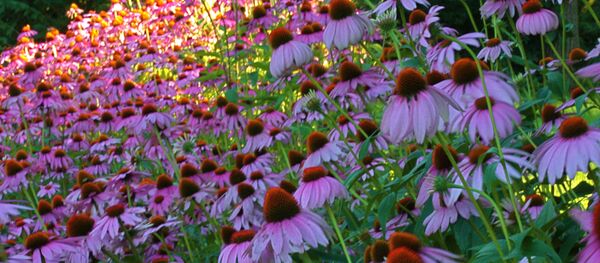 Эхинацея - Sputnik Грузия