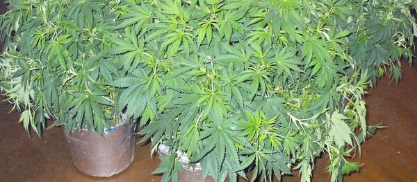 ქოთანში მოყვანილი კანაფი ქოთანში მოყვანილი კანაფი - Sputnik საქართველო