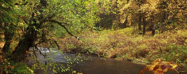 ტყე შემოდგომაზე ტყე შემოდგომაზე - Sputnik საქართველო