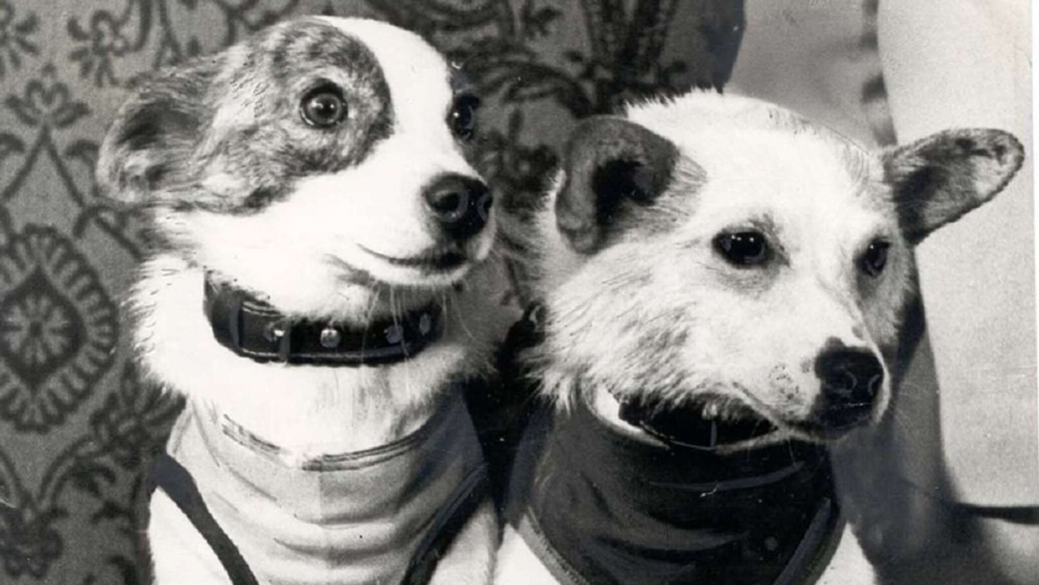 Две собаки в космосе. Белка и стрелка космонавты. Белка и стрелка полёт в космос 1958. Белка и стрелка первые собаки в космосе. Герои космоса белка и стрелка.