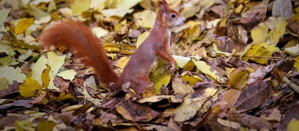 Белка в осеннем лесу - Sputnik Грузия