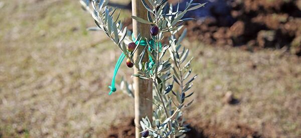 ზეთისხილის ნერგი ზეთისხილის ნერგი - Sputnik საქართველო