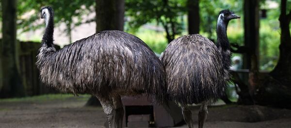 Страус Эму - Sputnik Грузия