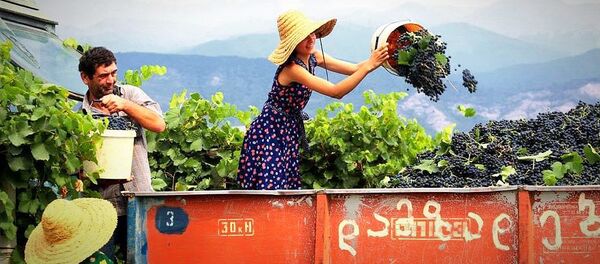 Сбор урожая винограда - ртвели - Sputnik Грузия