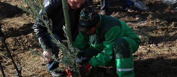 Посадка саженцев оливковых деревьев у Тбилисского моря - Sputnik Грузия