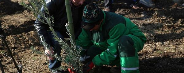 Посадка саженцев оливковых деревьев у Тбилисского моря - Sputnik Грузия