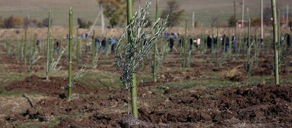 ნერგების დარგვა თბილისის ზღვის მიმდებარე ტერიტორიაზე - Sputnik საქართველო
