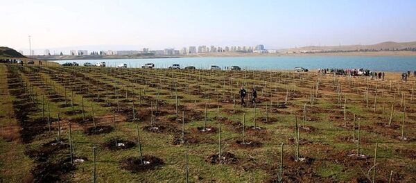 Посадка саженцев оливковых деревьев у Тбилисского моря - Sputnik Грузия