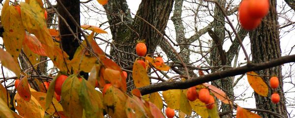 ხურმა ხურმა - Sputnik საქართველო