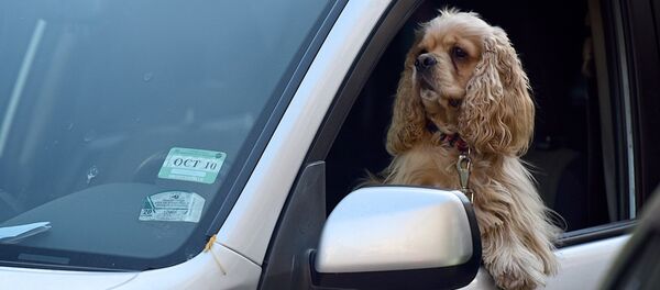 ძაღლი მანქანაში - Sputnik საქართველო