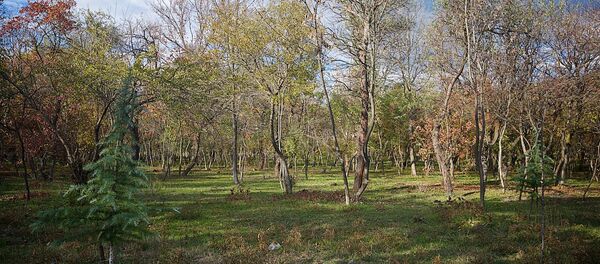 ტყე ლისის ტბასთან ტყე ლისის ტბასთან - Sputnik საქართველო