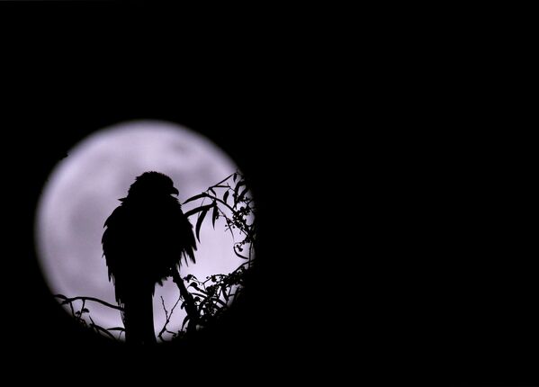 Орел на фоне огромной луны в Катманду, Непал - Sputnik Грузия