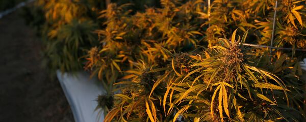 მარიხუანას პლანტაცია ამერიკაში მარიხუანას პლანტაცია ამერიკაში - Sputnik საქართველო