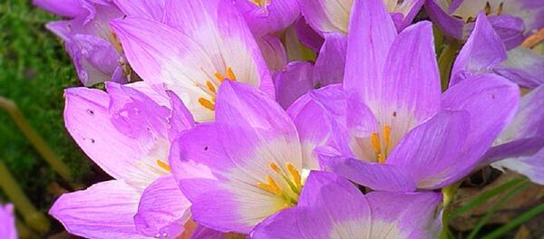 უცუნა უცუნა - Sputnik საქართველო