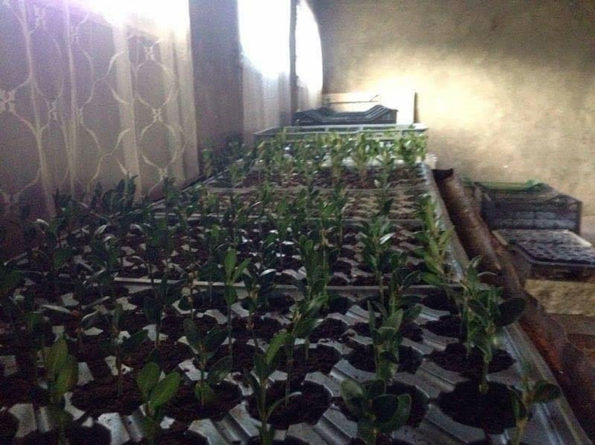 კოლხური ბზა - Sputnik Грузия, 1920, 07.04.2025