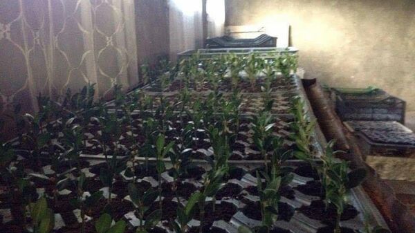 კოლხური ბზა - Sputnik საქართველო