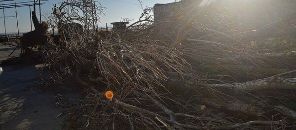 Последствия сильного ветра в Поти - Sputnik Грузия
