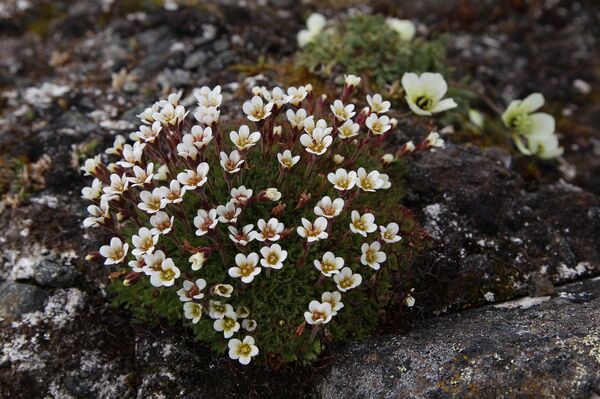Природа Национального парка Русская Арктика - Sputnik Грузия