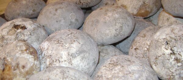 დამბალხაჭოს კვერები - Sputnik საქართველო