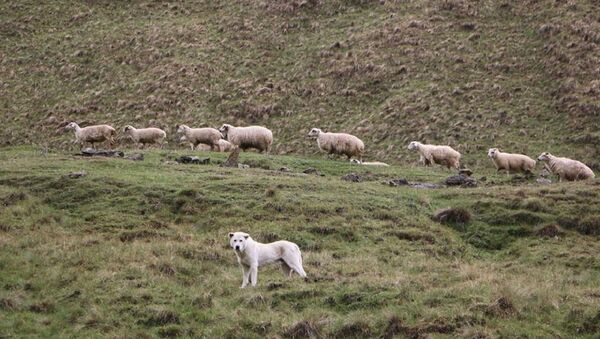 Казбегский национальный парк. Отара овец и охрана - Sputnik Грузия