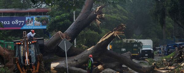 Рабочие пилят дерево, упавшее во время шторма - Sputnik Грузия