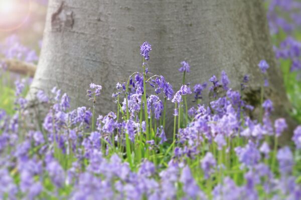 ჰალერბოსის ტყე - Sputnik საქართველო