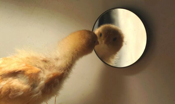 წიწილა სარკეში წიწილა სარკეში - Sputnik საქართველო