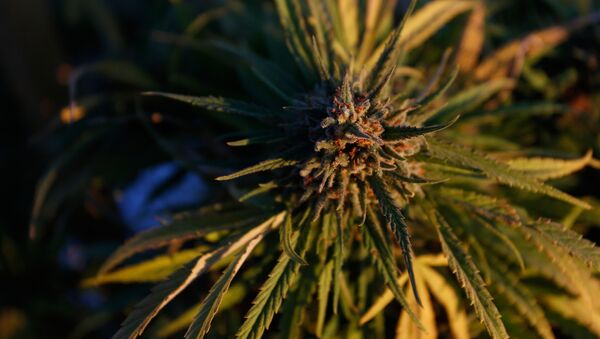 Ростки конопли на самой большой в Америке легальной ферме по выращиванию марихуаны в Лос Суэносе - Sputnik საქართველო