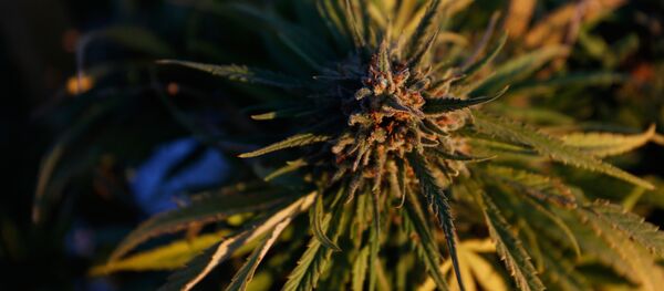 Грузия легализация марихуаны 2017 как отличить хорошую коноплю от плохой