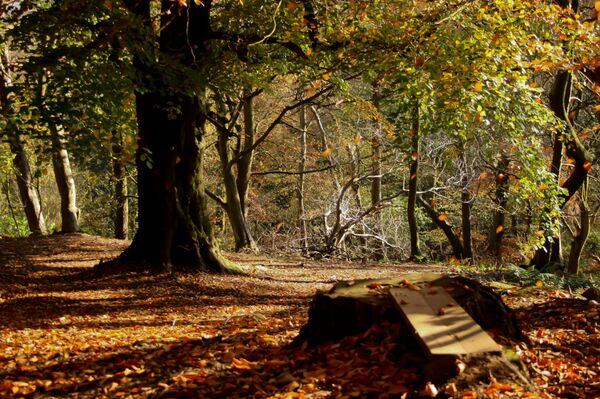 ისეირნეთ სუფთა ჰაერზე - Sputnik საქართველო